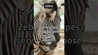 Zebra Stripes: More Than Meets the Eye 
