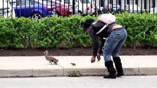 Duck Duck Duck TV - Lady Helps Duck Family In The City