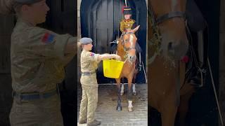  Quenching the Thirst:  King's Troops Supply Water to London's Majestic Horse Guards! 