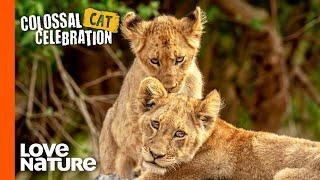 Lion Brothers: Cubs to Kings | Love Nature