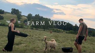 Productive Day on the Farm VLOG   chocolate chip cookies, more cows, honeybees!