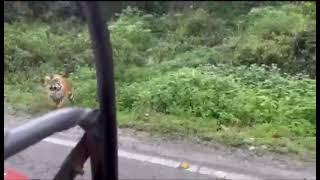 Jim Corbett real  tiger Roaring