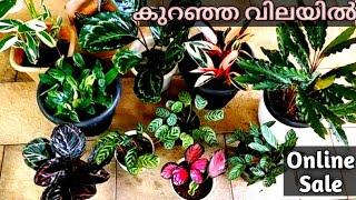 Online Sale| Calathea varieties|low price|Benzy's Vlog