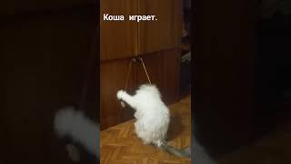 Коша играет.