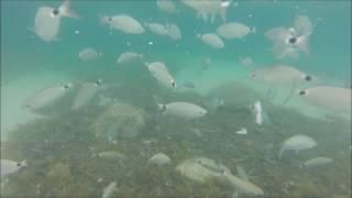 Feeding The Fish - Seaview Holiday Village, Ibiza.  Port des Torrent