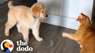 Puppy Loves To Annoy His Cat Big Brother | The Dodo