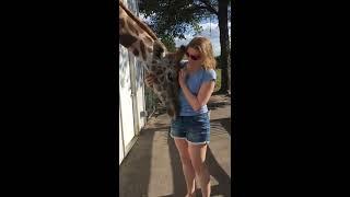 giraffe love!!!!!