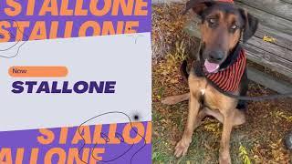 Stallone: Adoptable dog here at Tails Humane Society in Dekalb