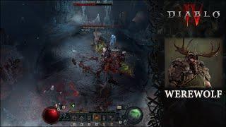 Werewolf druid build Diablo IV, shapeshifter efficience with physical and poison !