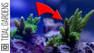 SPS Show Tank - Acropora Growth Progress! - Episode 6