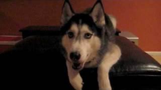 Mishka says "I love you mom"! - Husky Dog Talking