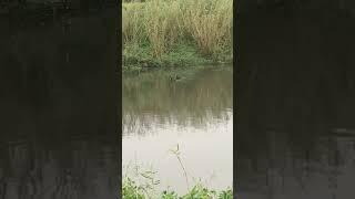 小尼斯湖水怪