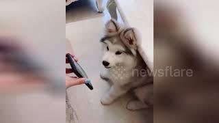 Alaskan malamute howls like wolf