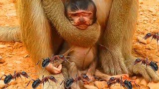 OMG!... What Happened baby Monkey?... Nice Nice Clip Video Monkey.. l Cute Monkey