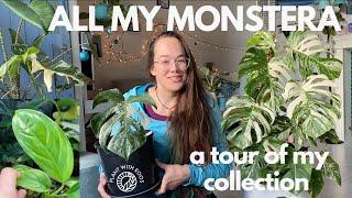 All my Monstera - collection tour | Plant with Roos