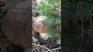 Яка смерічка завелика, такий і грибочок #гриби #грибивкарпатах #карпати #ліс #осінь #осіннігриби