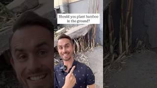 Should you plant bamboo in the ground? #garden #gardening