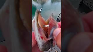I Fished with a Bigger Lure for Every Catch 