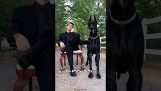 Great Dane  The Truth Behind Their Massive Size!