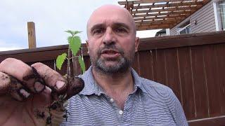 Stinging  Nettle  .... first Natural watering  .. first rain  ..  .. 20190512144227