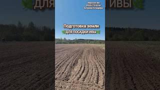 Тверская ива. Всё про посадку черенков сортовой ивы для плетения. Подготовка земли. #ива #плетение