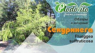 Cекуринега I Flueggea suffruticosa