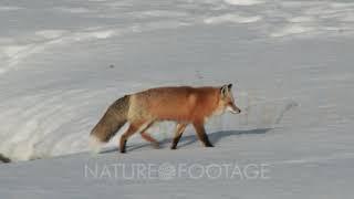 Red Fox (Vulpes vulpes) walking around carefully in snow