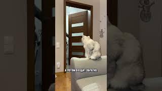 Что думают кошки, когда мы уходим #кот #коты #shorts