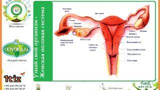 Узнай свой организм - Женская половая система