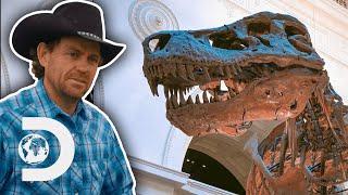 T-Rex Discovery Could Bring In Millions Of Dollars | Dino Hunters