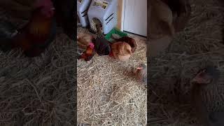 Eating chickens food