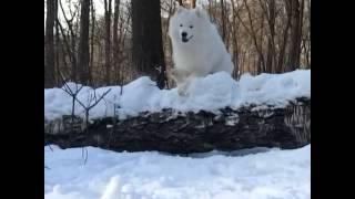 Самоед Лети прыжок через бревно