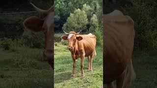 hilarious cow