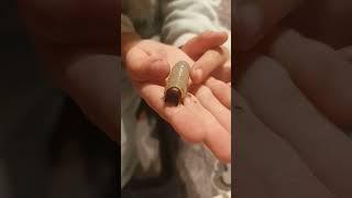 Мего личинка жука #bugs #букашки #жук #личинка