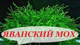 Яванский мох в аквариуме. Посадка, выращивание, разведение, как прикрепить на коряге, задней стенке.