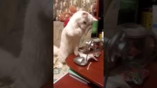 Кот-забияка