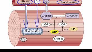 ATP Production in Skeletal Muscle