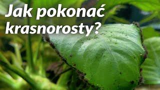 Jak pokonać krasnorosty?