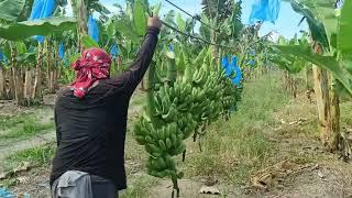 Magandang paraan sa lakatan banana plantation