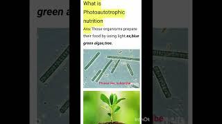 What is Photoautotrophic nutrition class 10 bio chapter 1