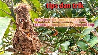 tips dan trik cara cepat mudah mencari sarang Kolibri sogon ontong