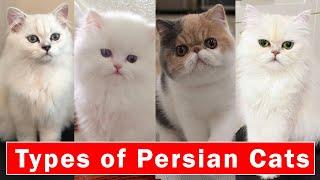 Top 5 Stunning types of Persian Cats |  Persian cats breeds 2024