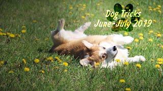 ~WELSH-CORGI FLETCHER~DOG TRAINING JUNE-JULY, 2019