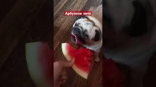 Мопс поедает арбуз #собака #шифа #собаки #мопсы #pug #мопс