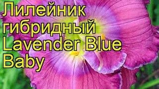 Лилейник гибридный Лаванда Синий Ребенок. Краткий обзор hemerocallis hybrida Lavender Blue Baby