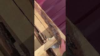 Короед не дурачок #стройка