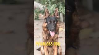 Price of German shepherd dog #dog #doglover #gsd #puppy