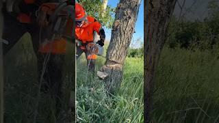 The @STIHLCanada MSA 300 made short work of two dead trees that needed to come down @stihlusa