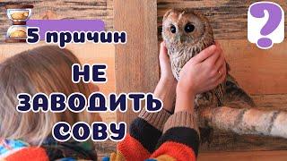 5 причин НЕ заводить СОВУ! Не мудрая Бестия :)