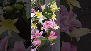 LILIUM CASA BLANCA BROWNII #naturelovebyprashantgv  #viralshorts  #shorts #youtubeshorts